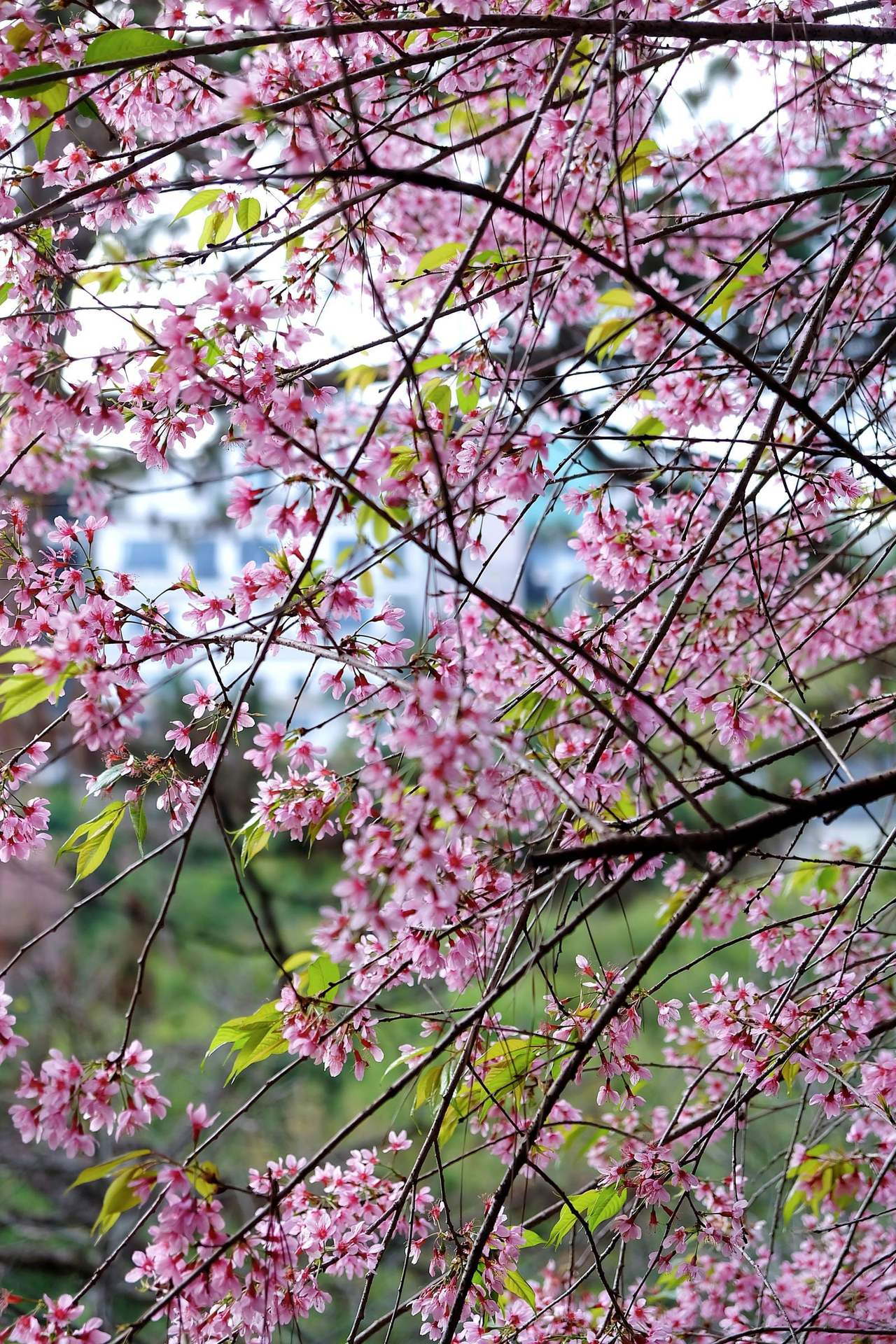 Branches of Đà Lạt cherry blossom in dense pink bloom, fresh green leaves among the flowers, sky and pines blurred behind