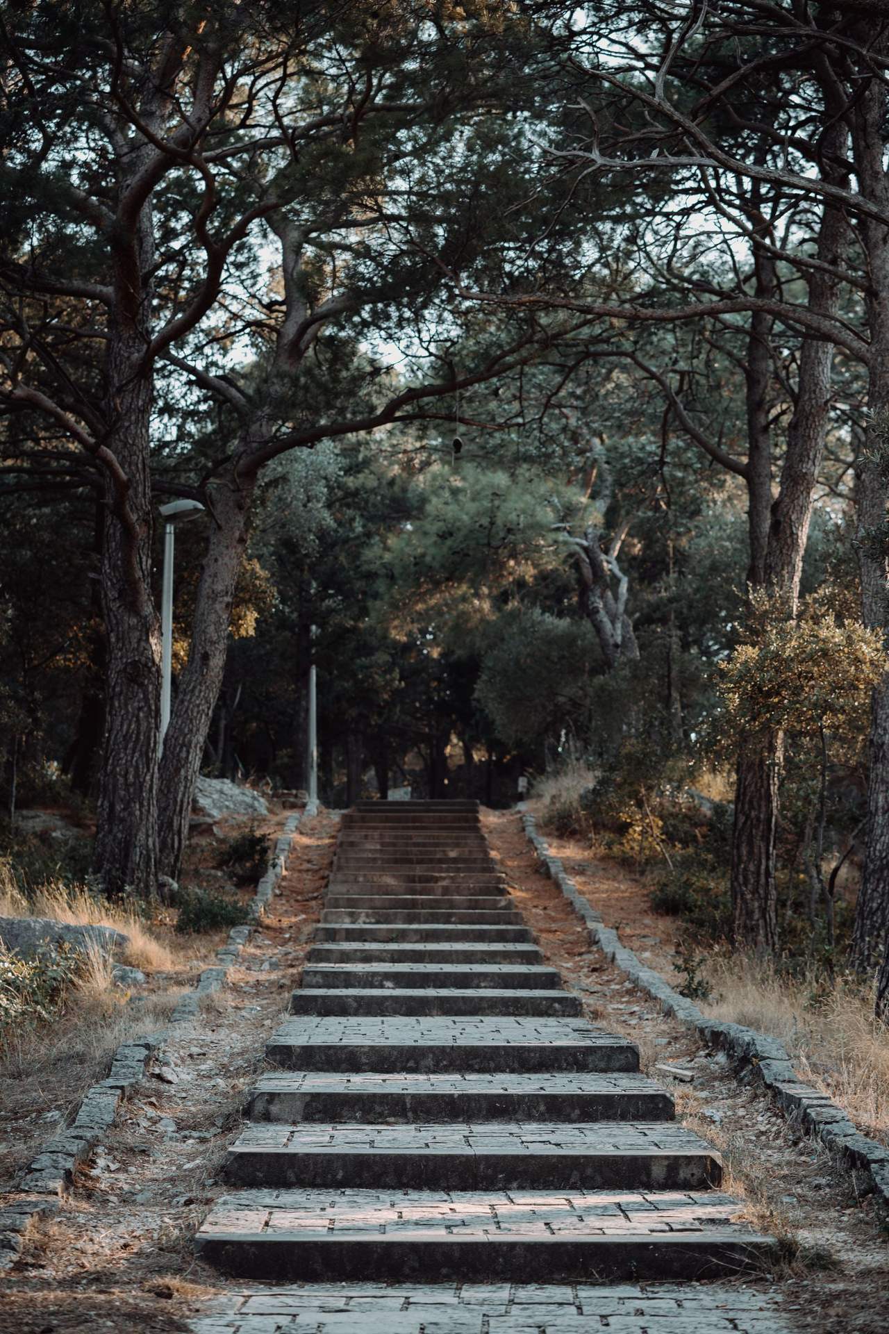 A long, straight flight of stone steps rising under a canopy of conifers, no one on it