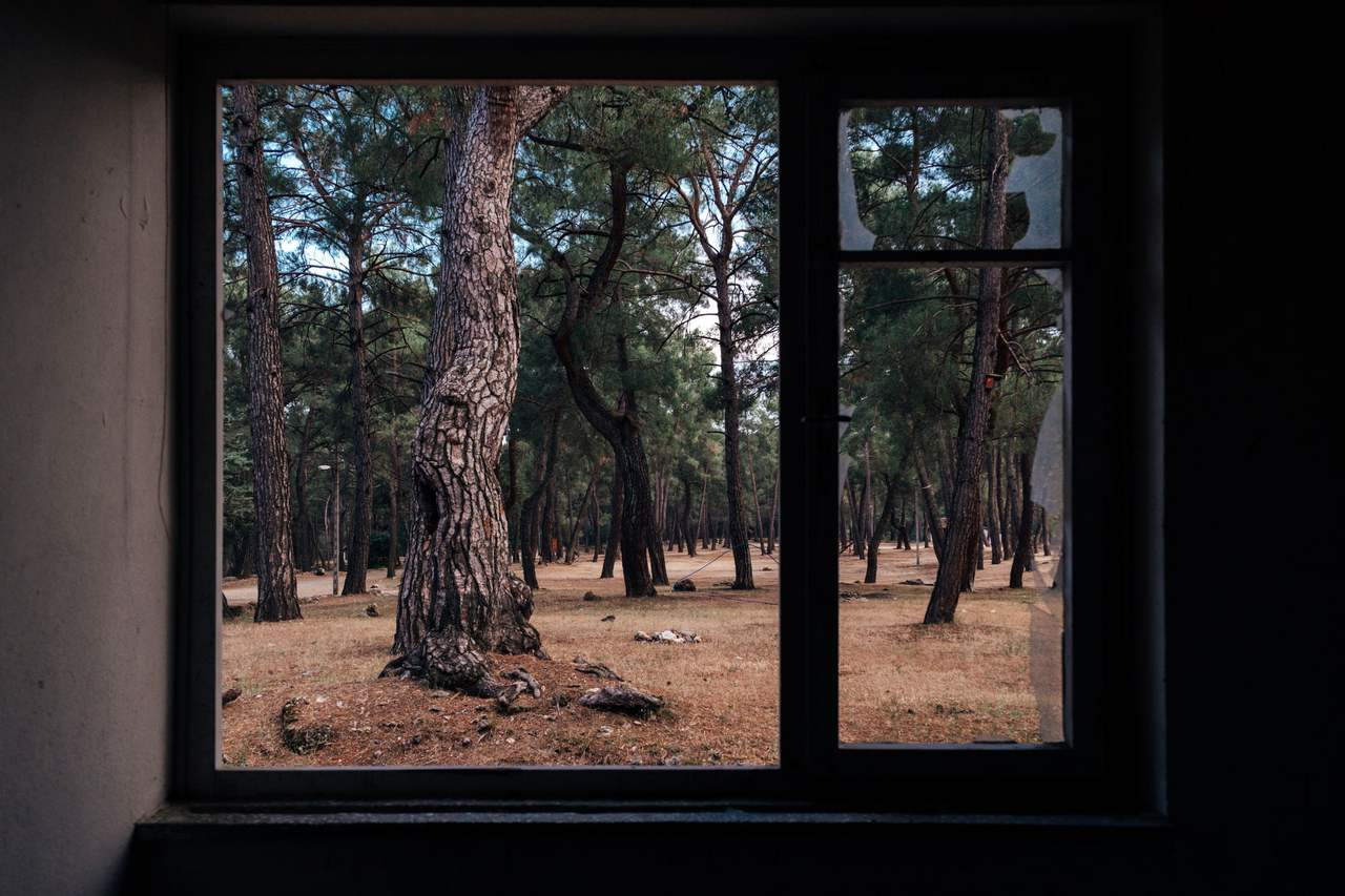 A dark window frame looking onto an open pine wood, a twisted pine trunk in the middle of the pane, the ground covered in dry needles
