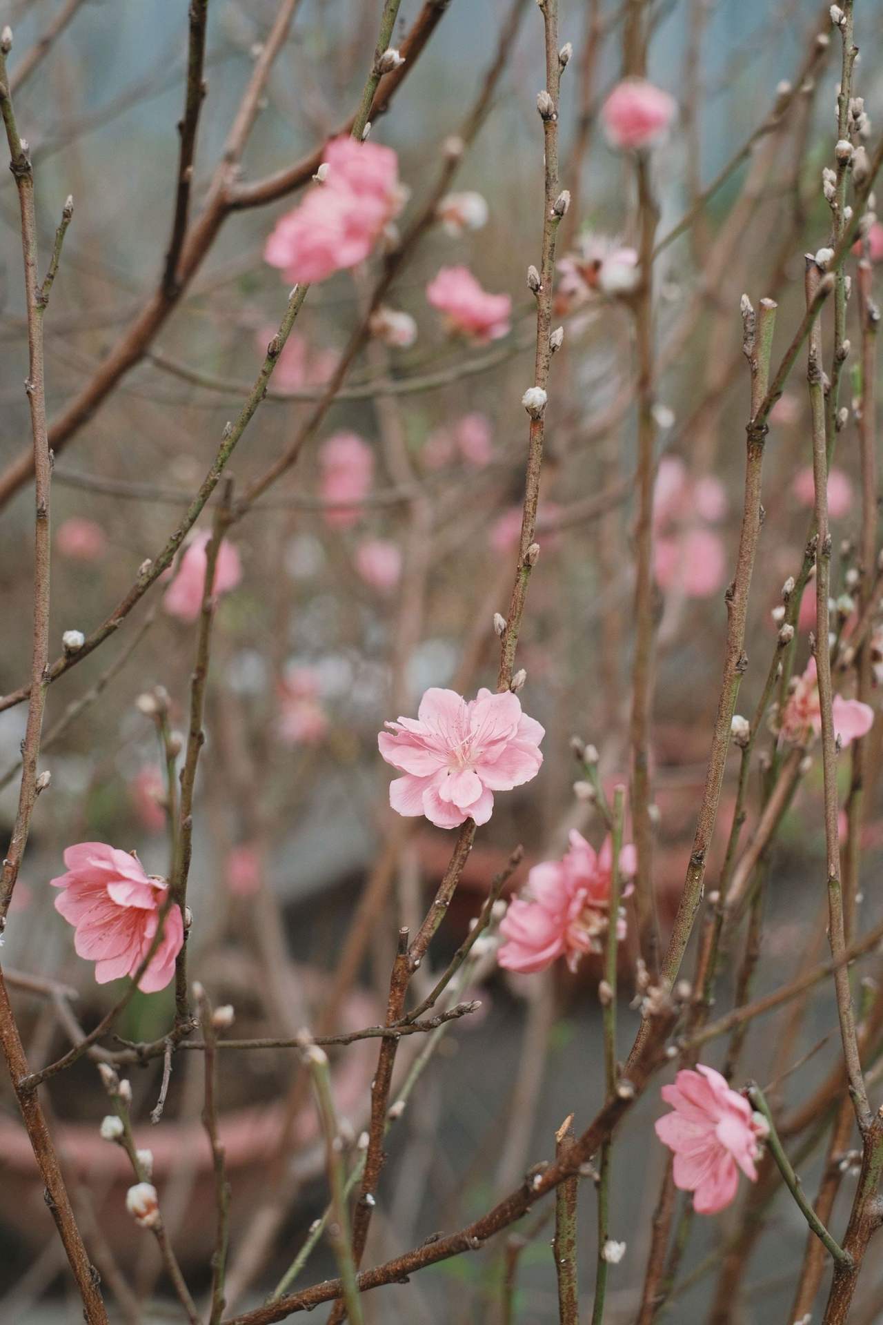 Slender peach branches with pale pink flowers and closed buds, a house blurred behind: a sign that Tết is near