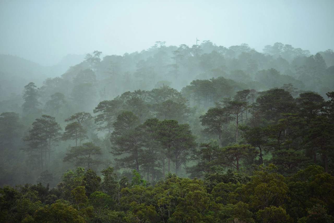 A Đà Lạt pine forest on a rainy day: blue-grey mist over the pine tops on the slope, a dull sky
