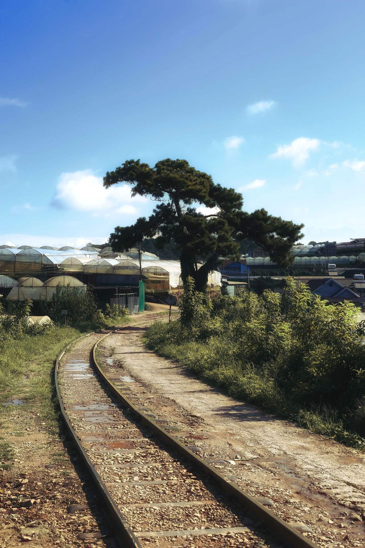 An old railway track curving through the edge of Đà Lạt, a broad pine beside it, greenhouses and blue sky in the distance