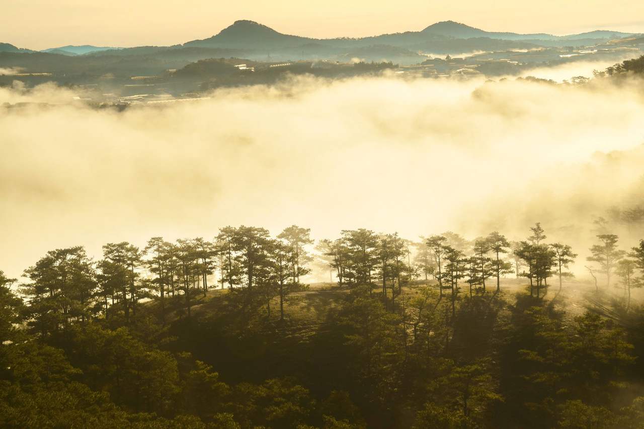 Thick mist fills the valley at dawn, a line of dark pines stands on the hilltop in front, two peaks rise on the horizon
