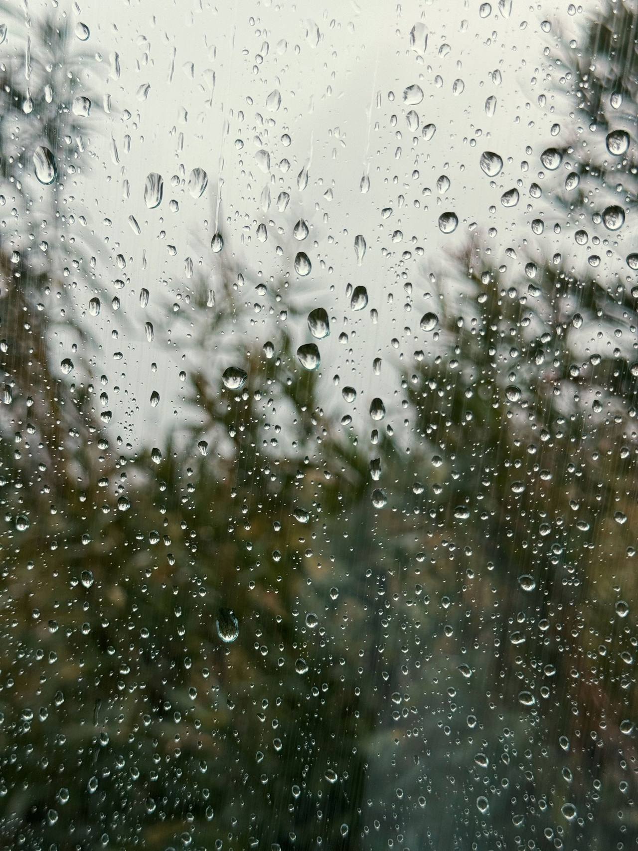 A window covered in raindrops, a row of dark green conifers blurred behind it under a milky sky