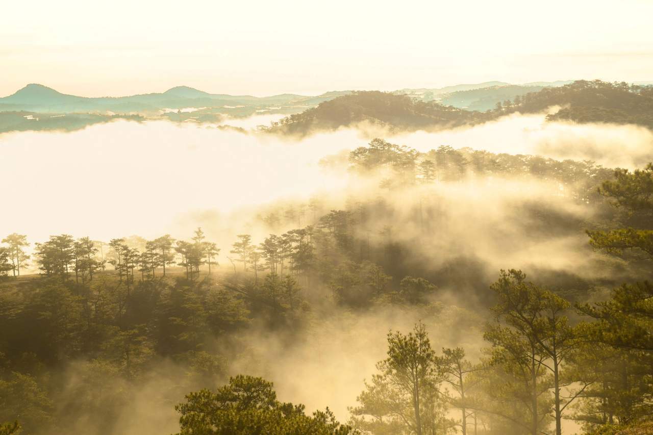 A Đà Lạt pine valley at first light: white mist fills the valley floor, rows of pines stand on the slopes, and a line of blue-green hills sits under a pale cream sky