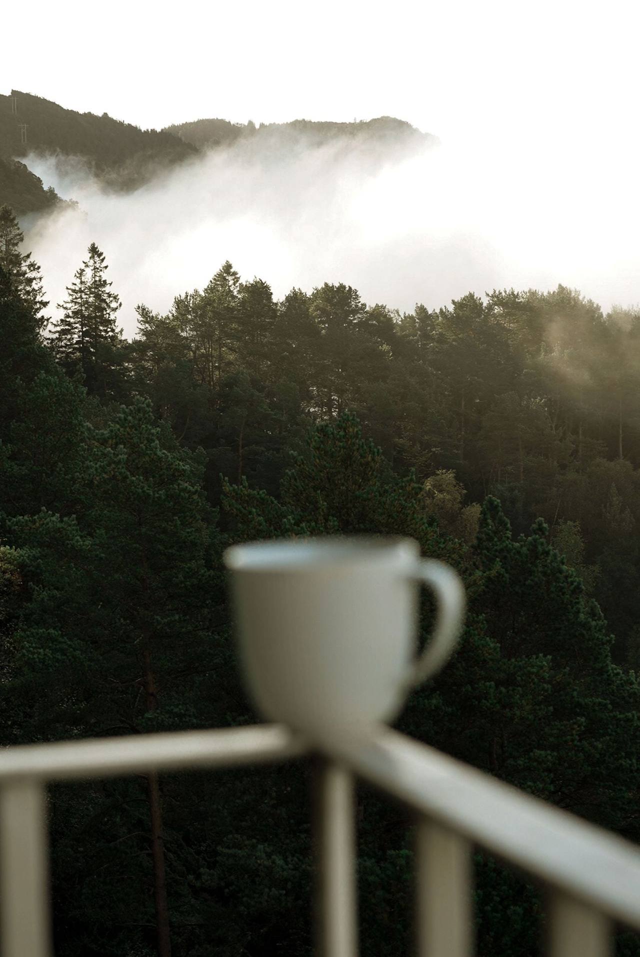 A white cup on a porch railing, a pine slope disappearing into morning mist behind it
