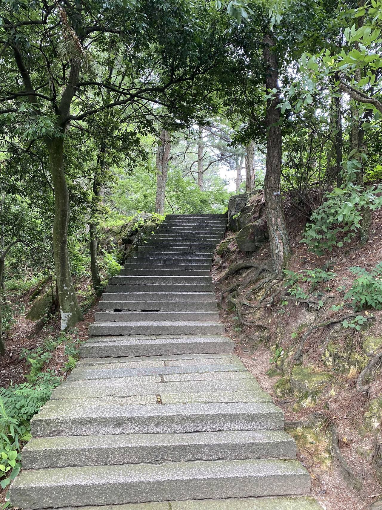 Long grey stone steps climbing a slope through the woods, roots and dry pine needles along the edge, tall pine trunks glimpsed at the top of the rise