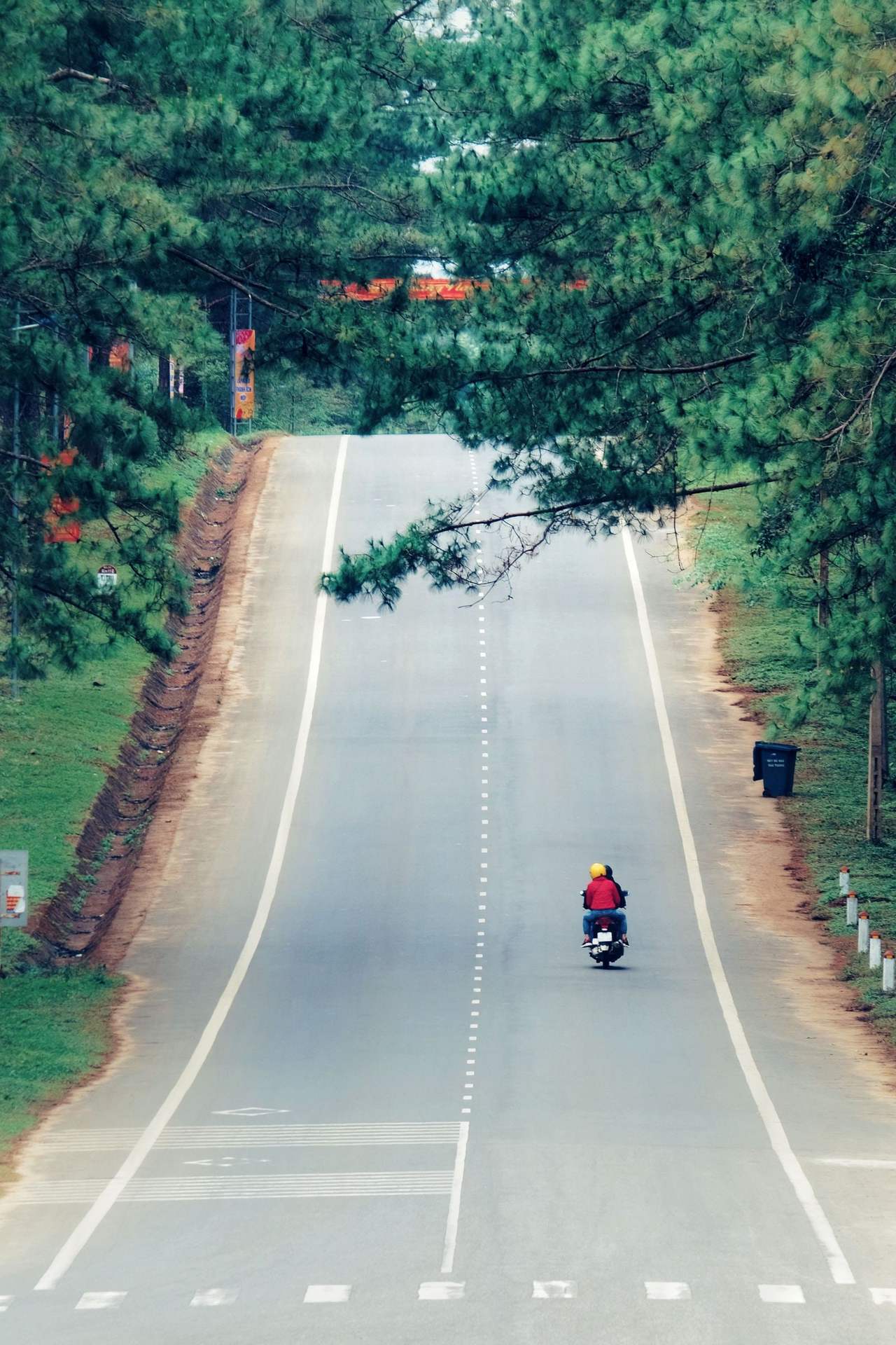 A steep Đà Lạt road running straight uphill between two rows of pines, one small motorbike rider far off with their back to the camera